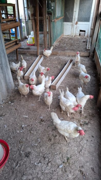 Продам кур несушек