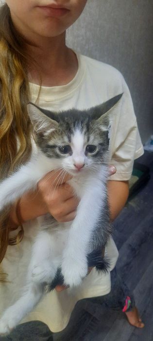Отдаю котят в добрые руки