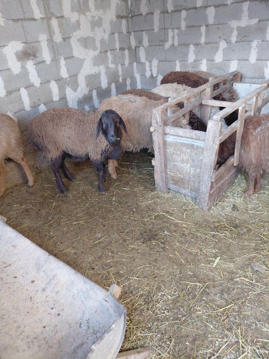 Токтылар сатылады