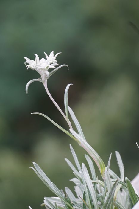 Отгледай своя Еделвайс! Кутийки със семена и инструкции.