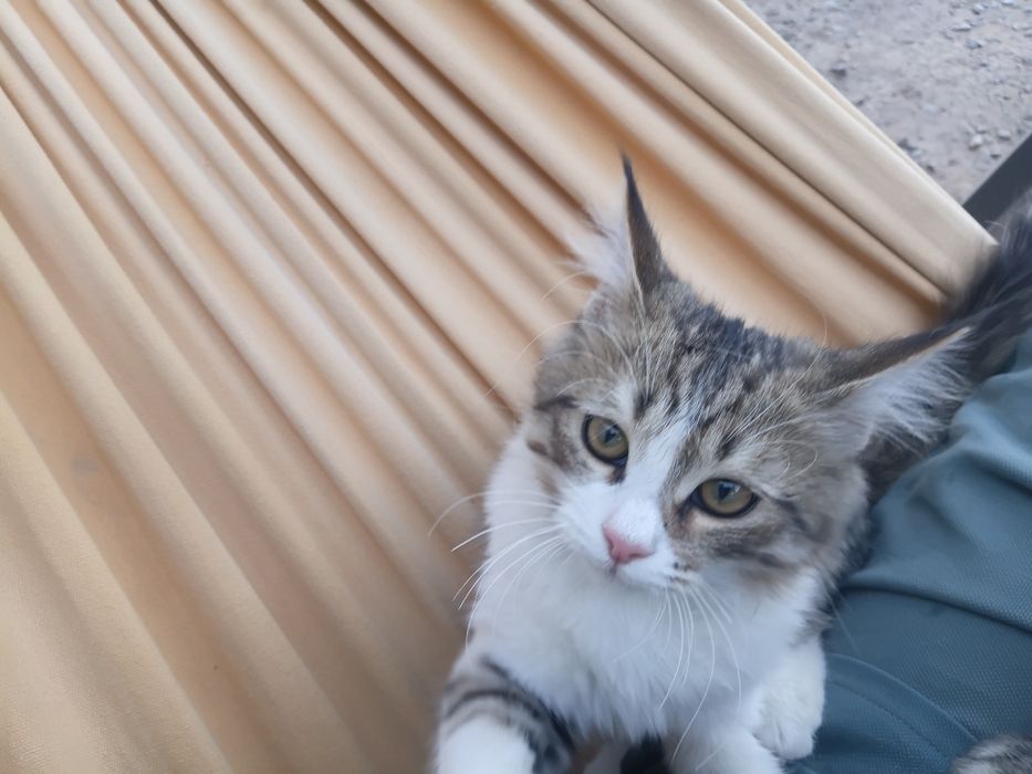Отдам дором котят