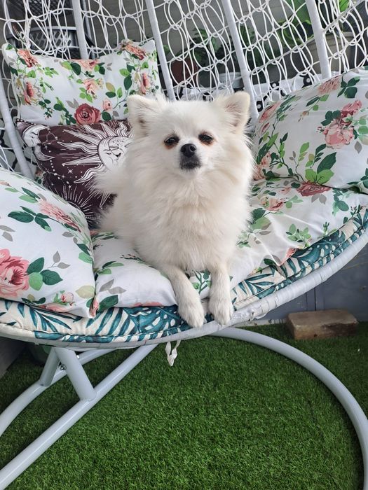 Продавам женски  бял  померан на 3 години