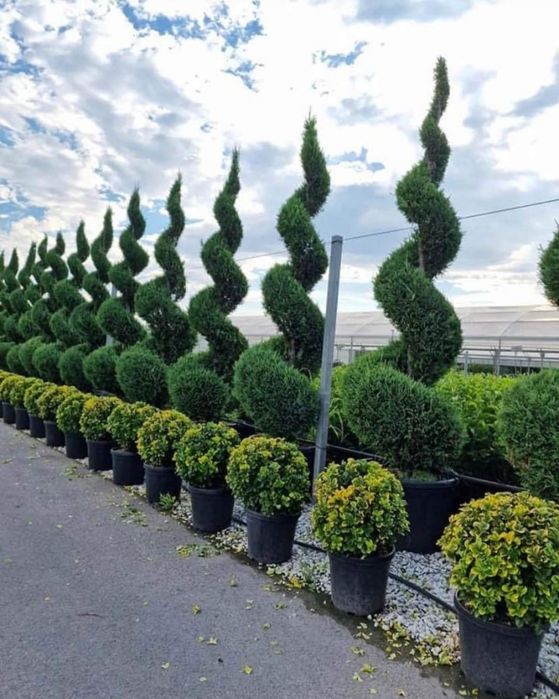 Plante ornamentale / Gard viu garantat Leylandii, smarald, columnaris