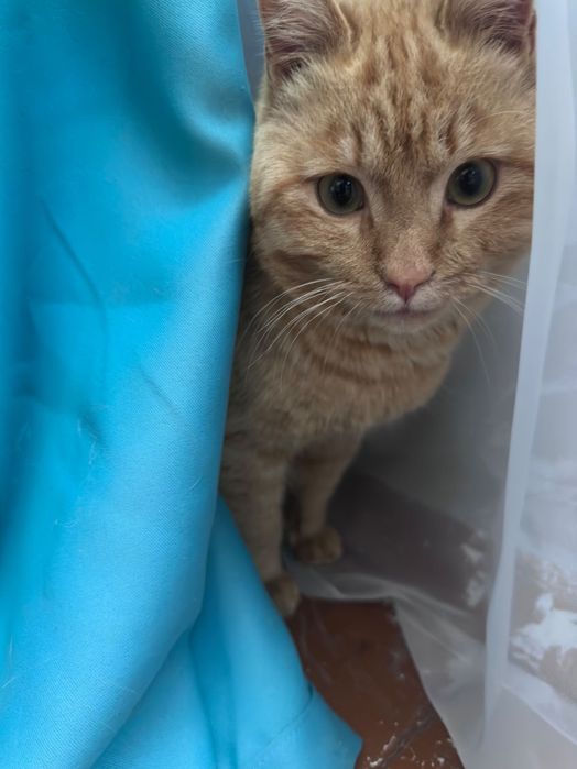 Гарфилд ищет дом