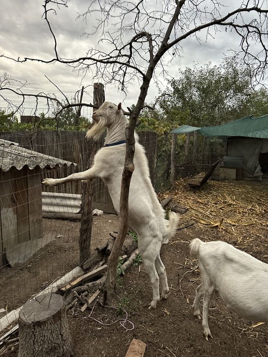 Tapusori saanen diferite varsta