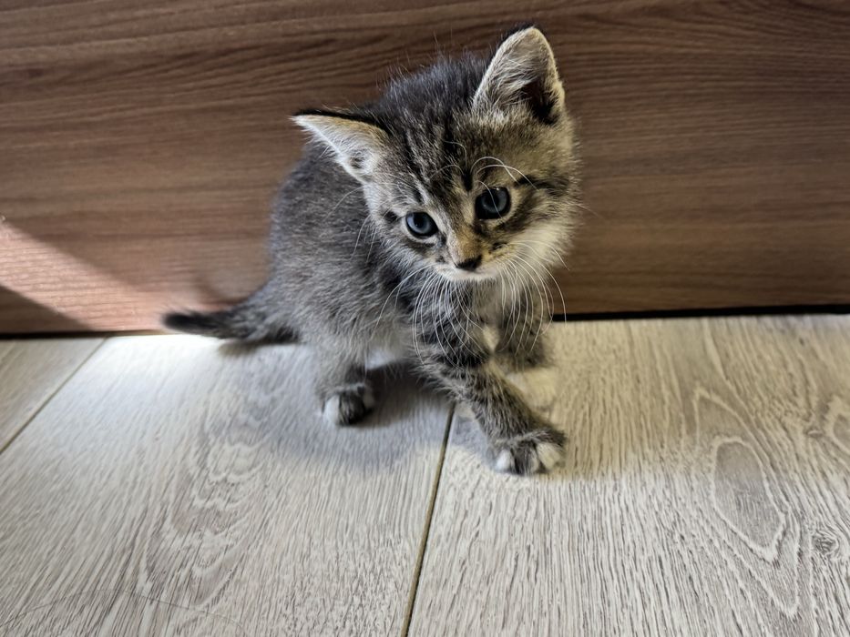 Котята бесплатно в добрые руки