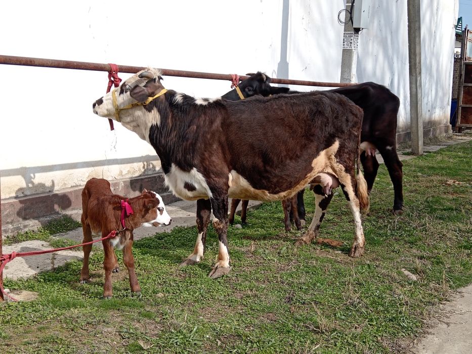 Ona bola bolasi buqa