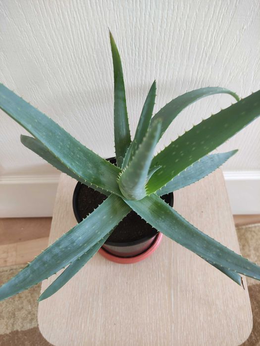 Алоэ лечебное по 1500