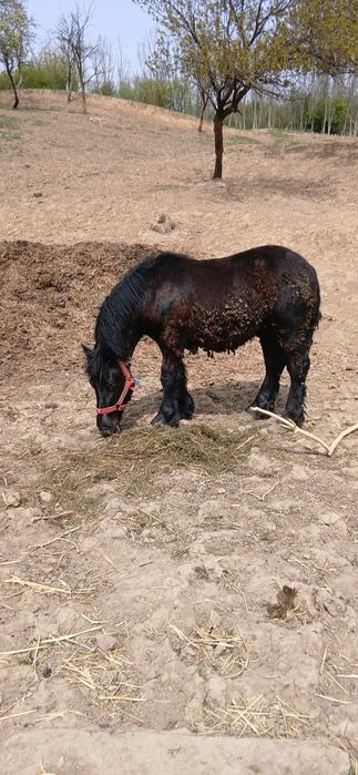 Manji de 1 ani,armăsari