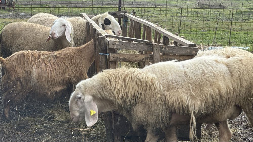 De vanzare oi bergamasca