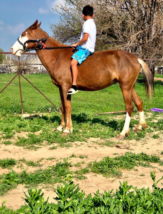 Байтал сатылады буаз