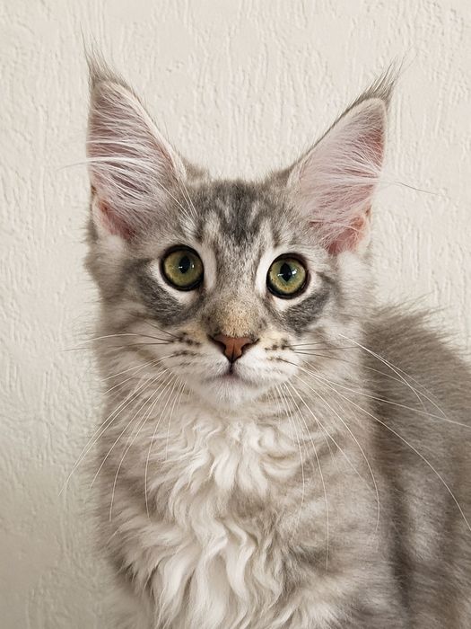 Maine Coon cu părinții campion.