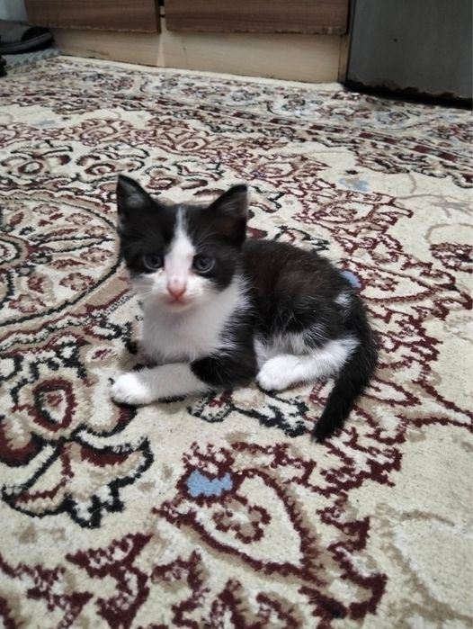 Отдам котят в добрые руки