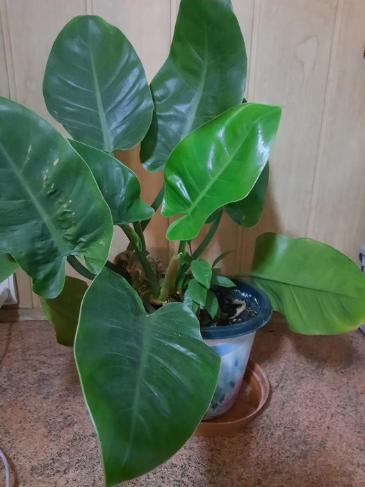 Продам Филодендрон