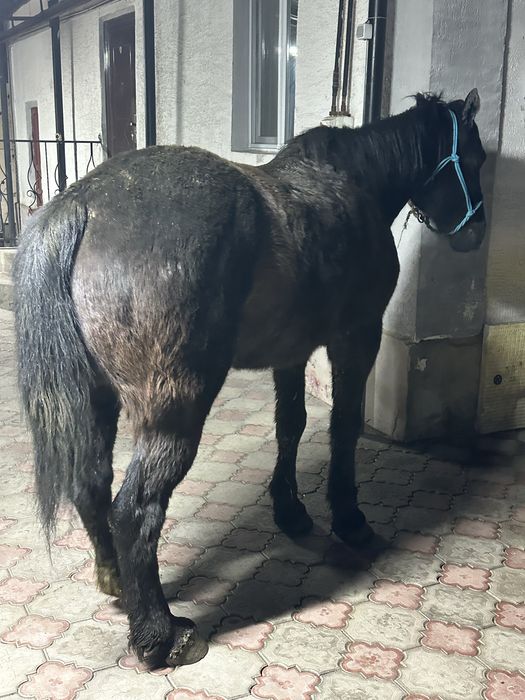 Пішпе мерин пишпе лошадь конь кострат