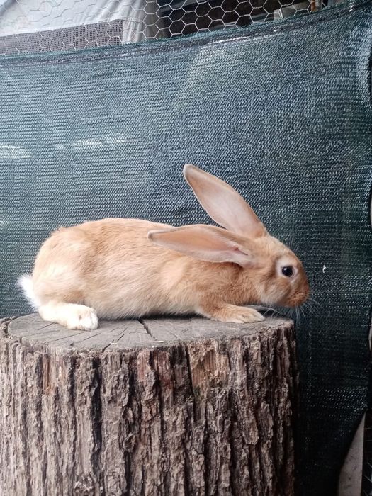 Vând iepuri hycoli francez!!