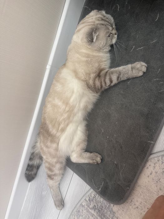 Вязка животных кошек