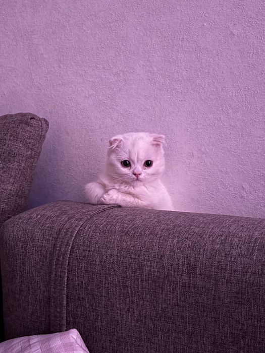 Продам вислоухую кошечку