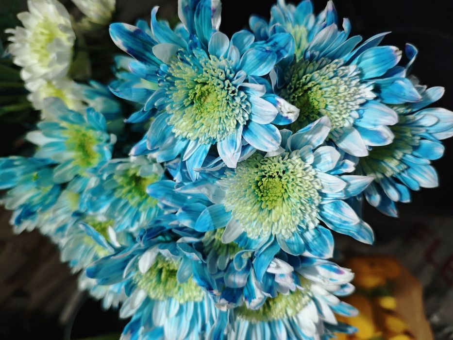 Букет хризантема цветы