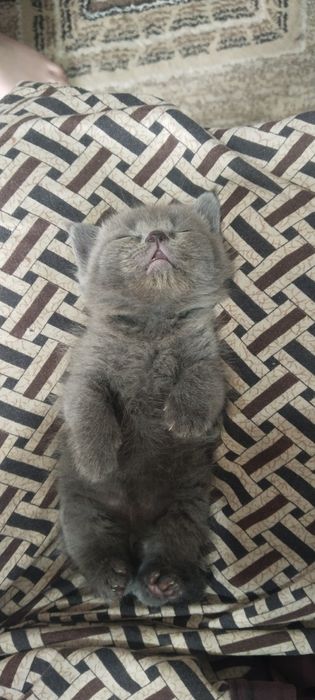 Котята британской породы