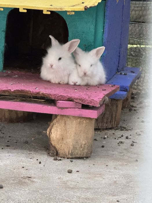 Iepures special cap de leu Angora ochi albastrii