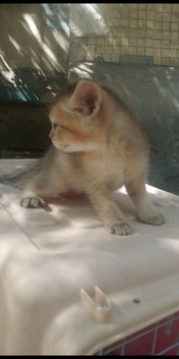 Продаются котята