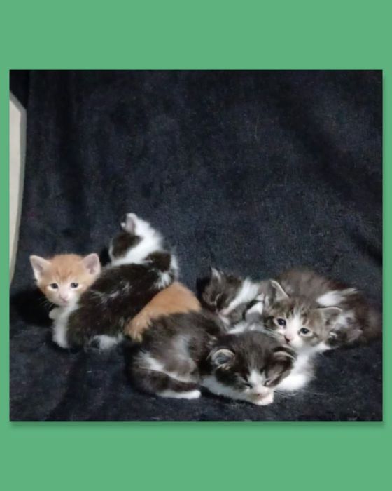 Котята в хорошие руки!