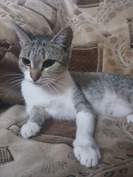 Отдам кошку в добрые руки