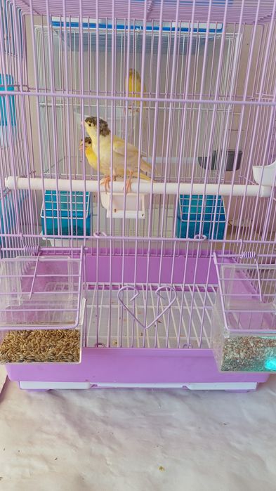 Срочно продаётся Канарейки