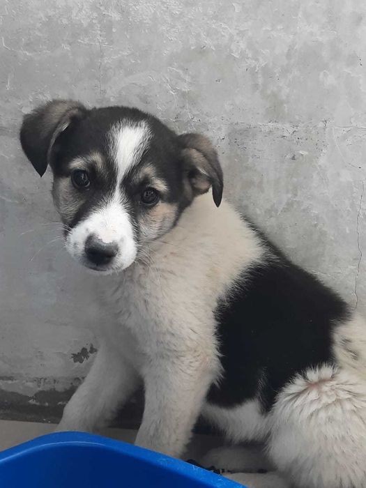 Отдаем щенка, в добрве руки