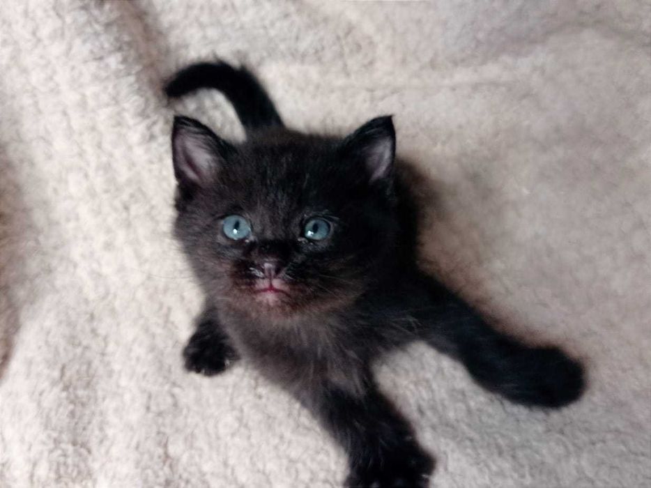 Красивые ухоженные котята