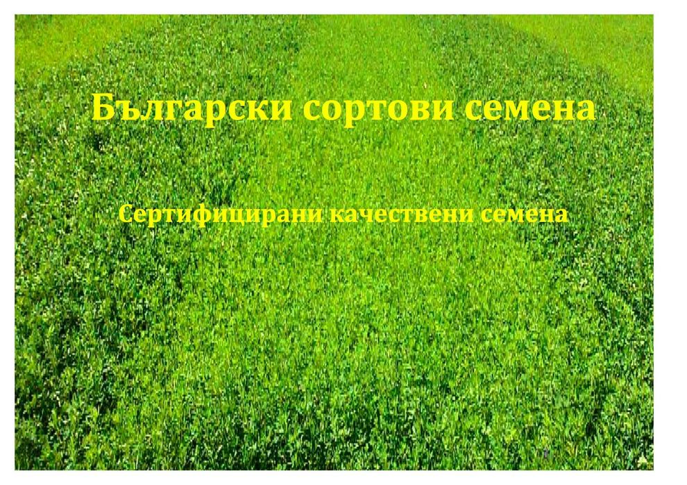 Люцерна, семена люцерна, люцерново семе