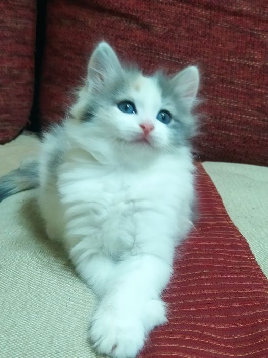 Сибирские котята