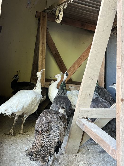 Продажба на пауни