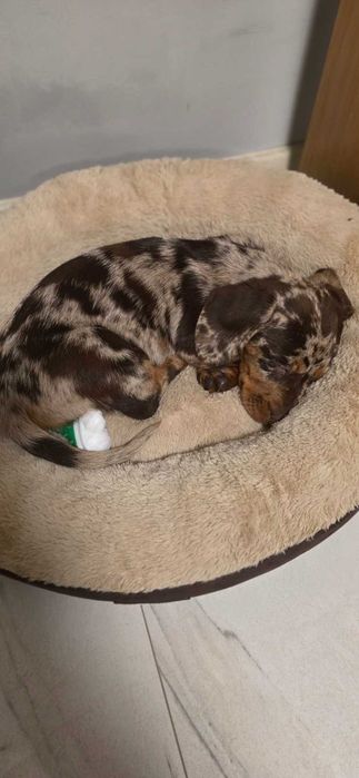 Продавам Мъжки Мраморен Дакел