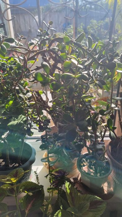 Комнатные цветы, разные