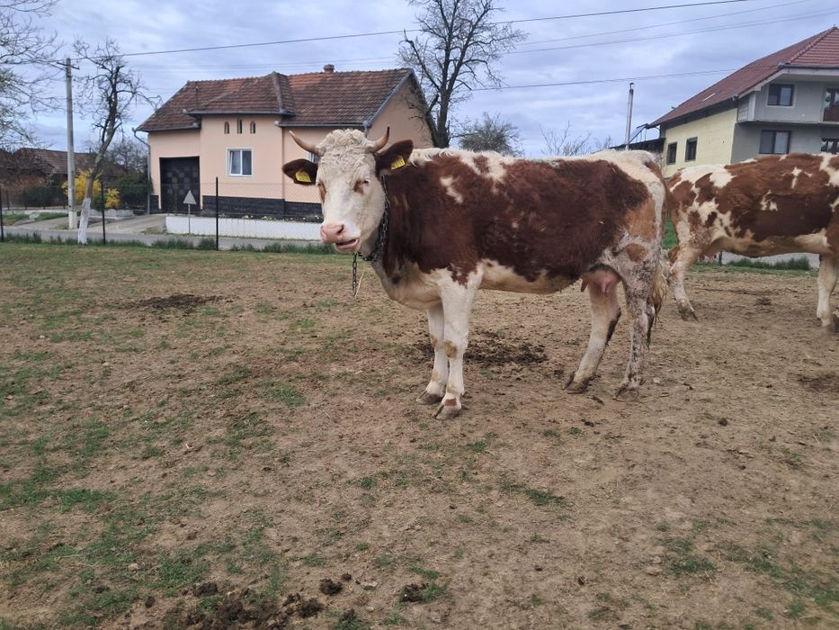 Vaca la a doua fatare și juninca