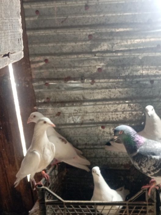 De vânzare voiajori colorați