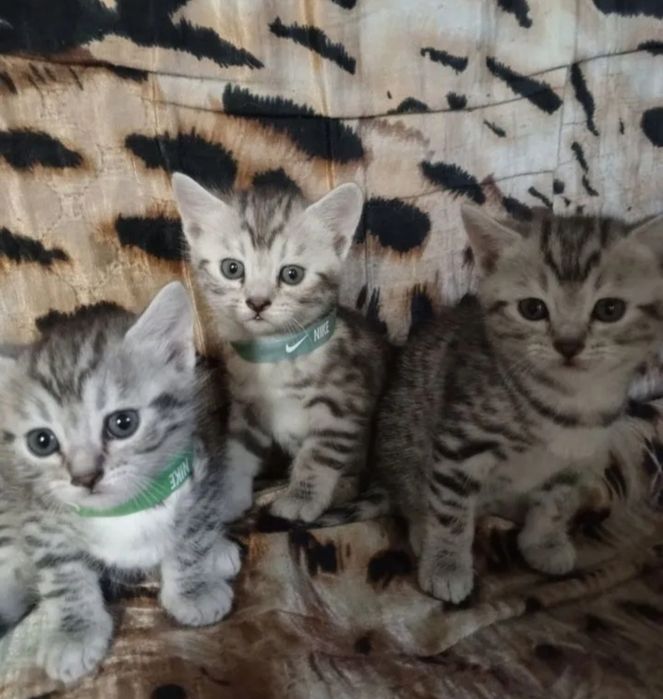 Чудесные Котятки