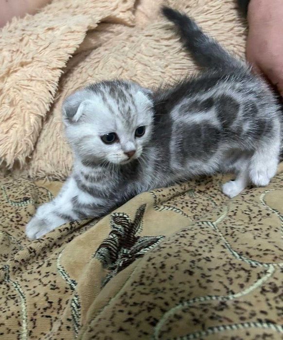 котята шотландские