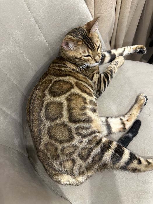 Бенгальские котята!