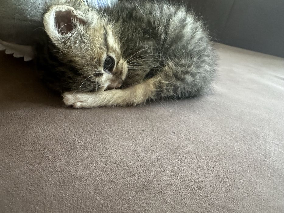 Отдам котенка мальчик