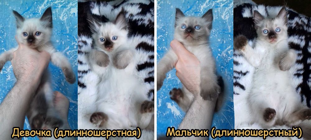 Тайские (сиамские) котята. 2 месяца. Гипоаллергенные