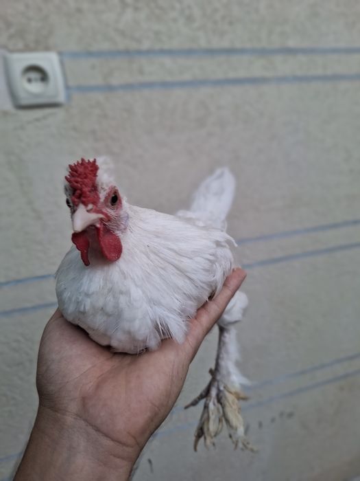 Yaponlar sotiladi
