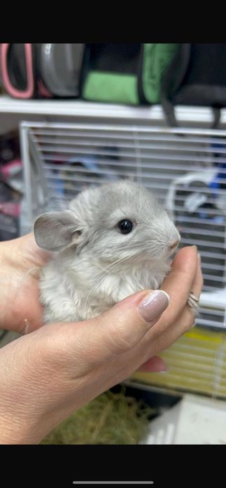 Шиншиллы Шиншиллы