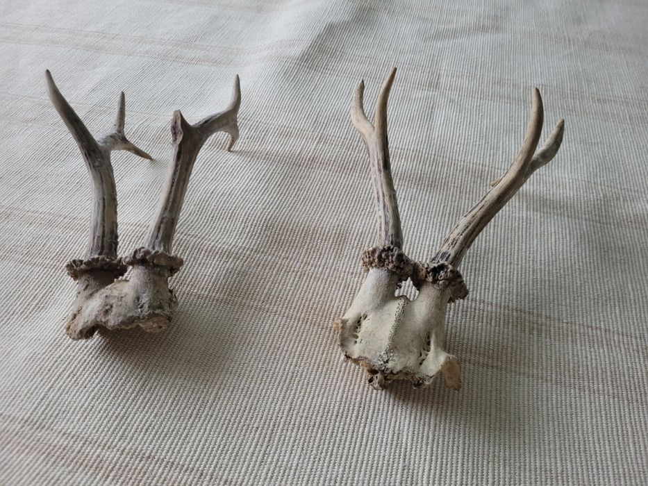 Еленски рога-два вида