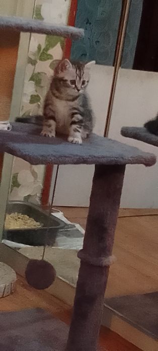 Шотландский мальчик