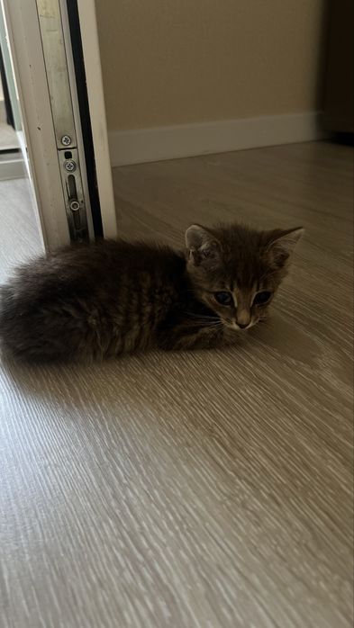 Отдам в добрые руки