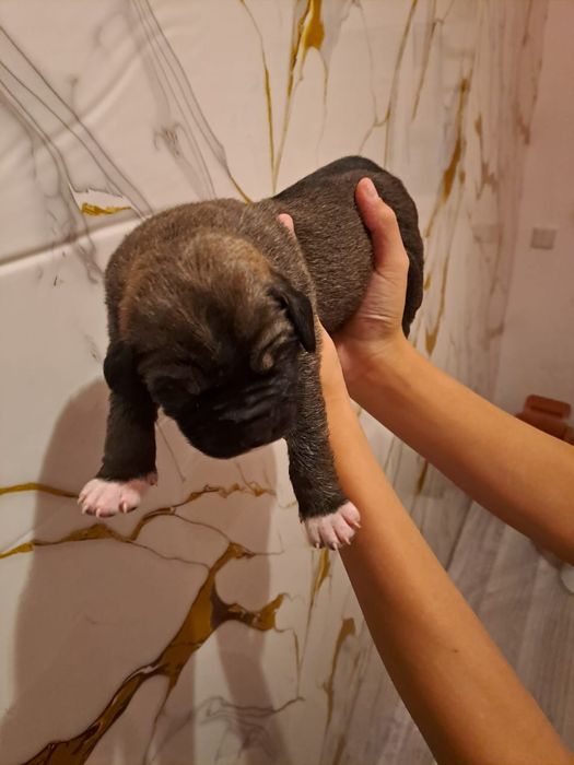 төбет күшік 3 апталық