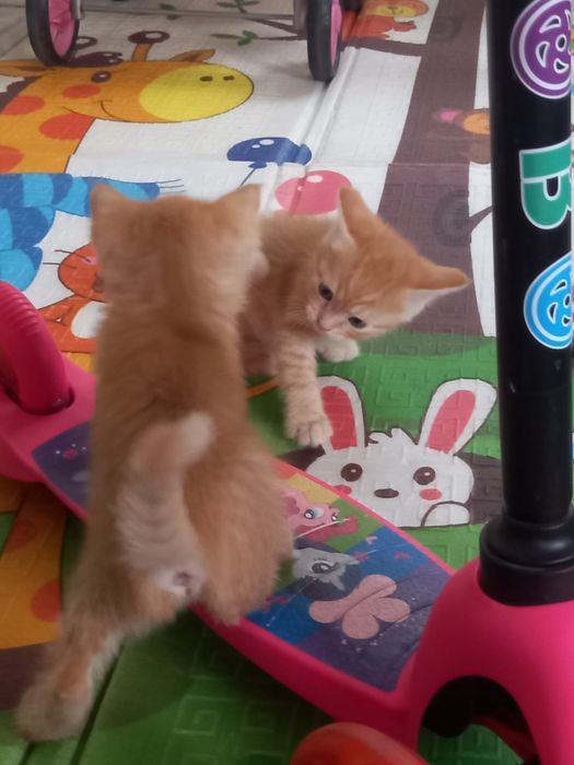 Отдам котят бесплатно